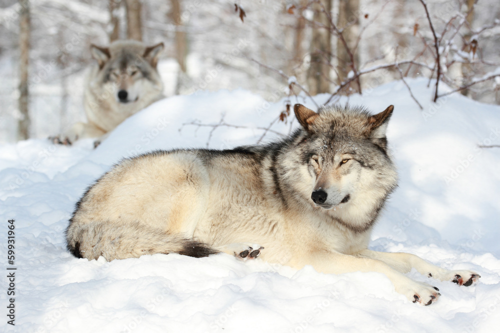 loup gris se reposant