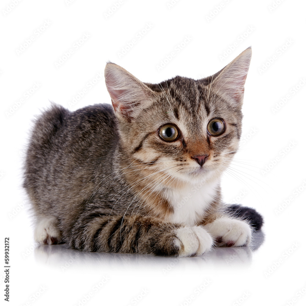 The striped kitten lies on a white background.