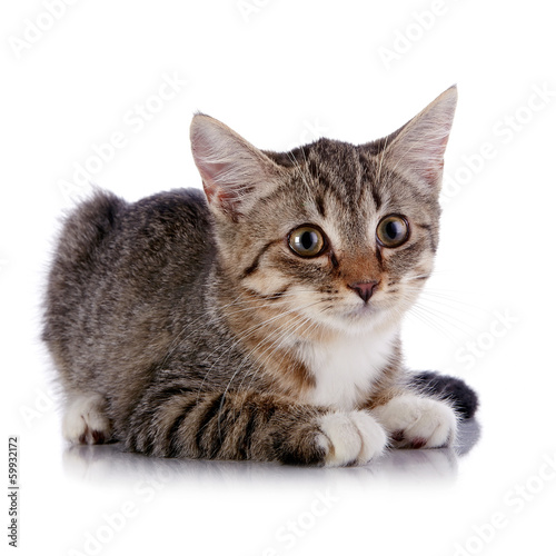 The striped kitten lies on a white background.