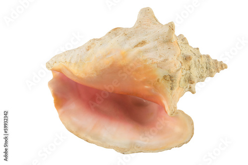 Large seashell isolate