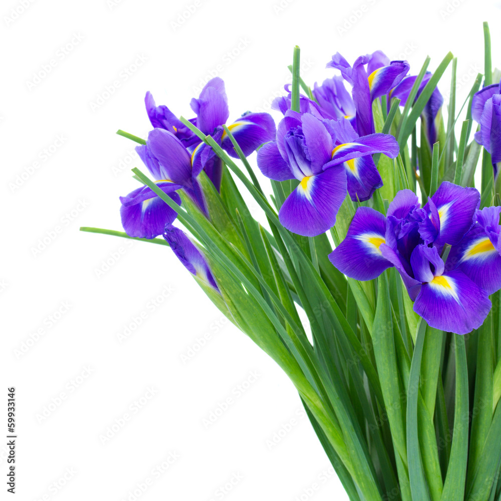 Naklejka premium bunch of blue irise flowers close up