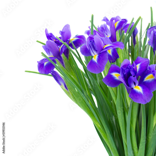 Fototapeta Naklejka Na Ścianę i Meble -  bunch of blue irise flowers  close up
