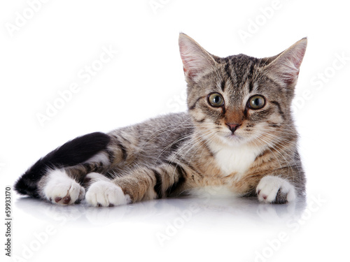 Stripedl kitten lies
