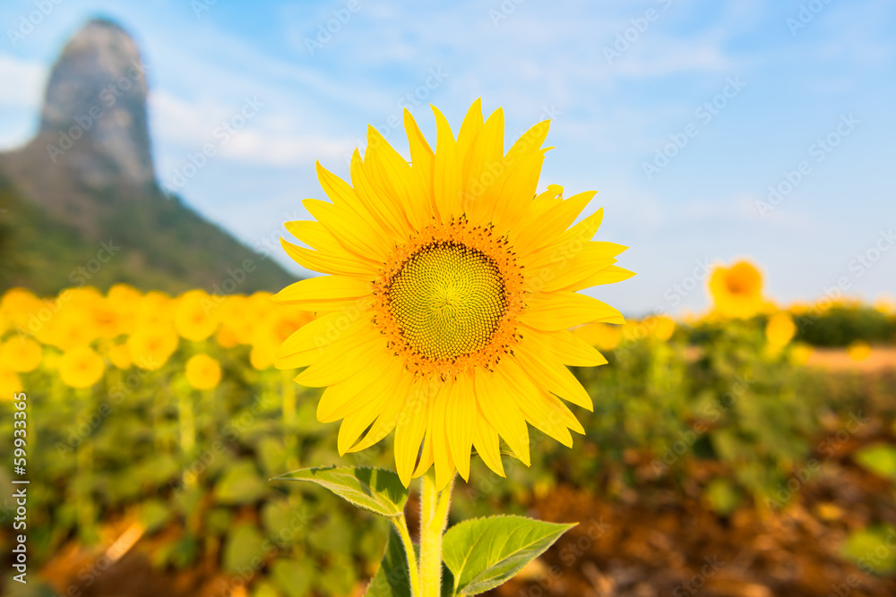 Fototapeta premium Beautiful landscape with sunflower field over cloudy blue sky