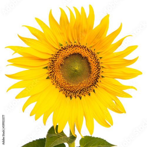 Single sunflower isolated on white