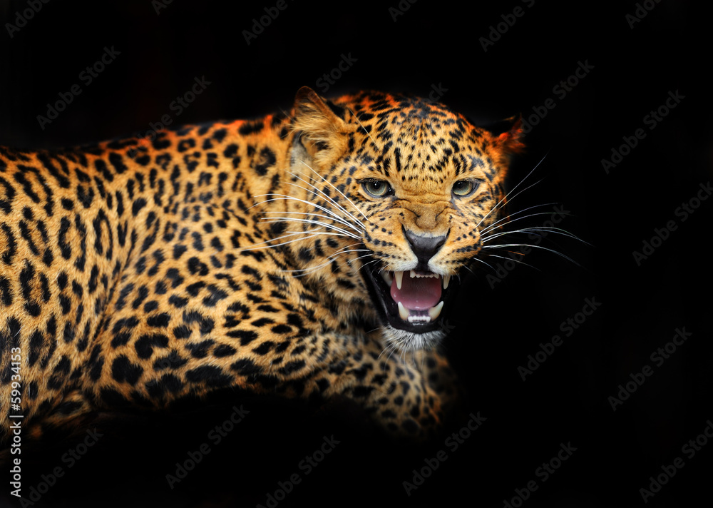 Portrait of leopard in its natural habitat