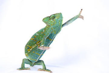 Handdoek met foto Kameleon Jemenkameleon op groene tak  © Natallia Vintsik