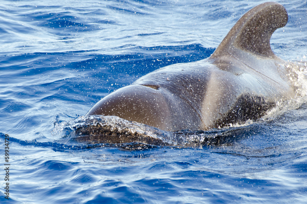 Obraz premium Balena in Tenerife 2