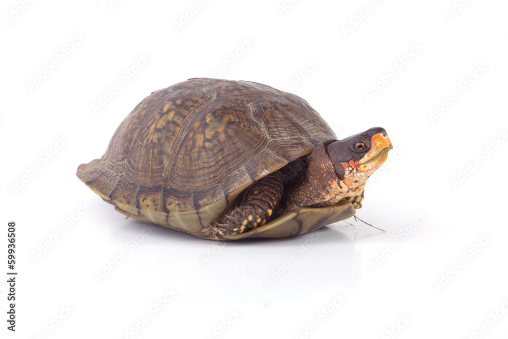 Box Turtle Box Turtle