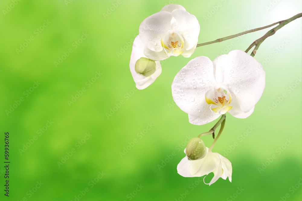 Obraz premium Orchids