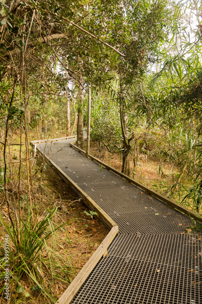 Raised walkway through forest in NSW Raised walkway through forest in NSW