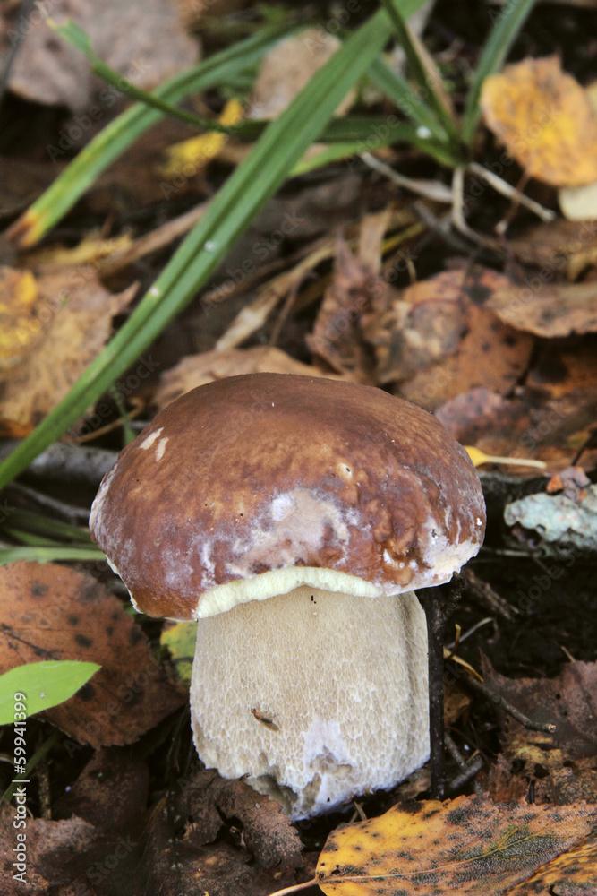 Boletus edulis. Mushroom. Boletus edulis. Mushroom.