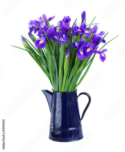 Fototapeta Naklejka Na Ścianę i Meble -  blue irises in flower pot