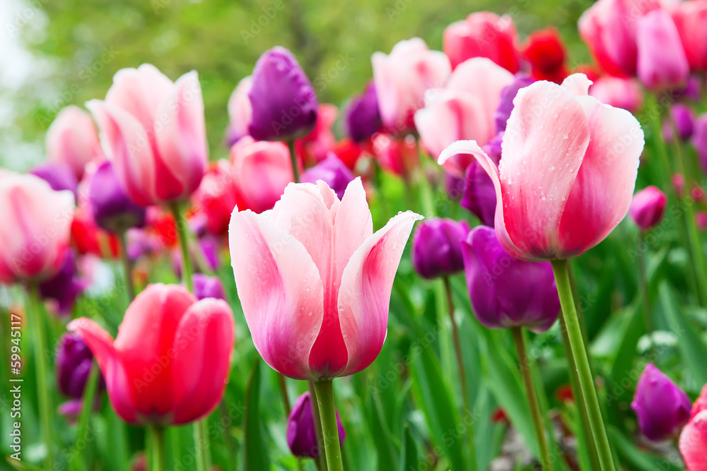 Fototapeta premium Tulipany