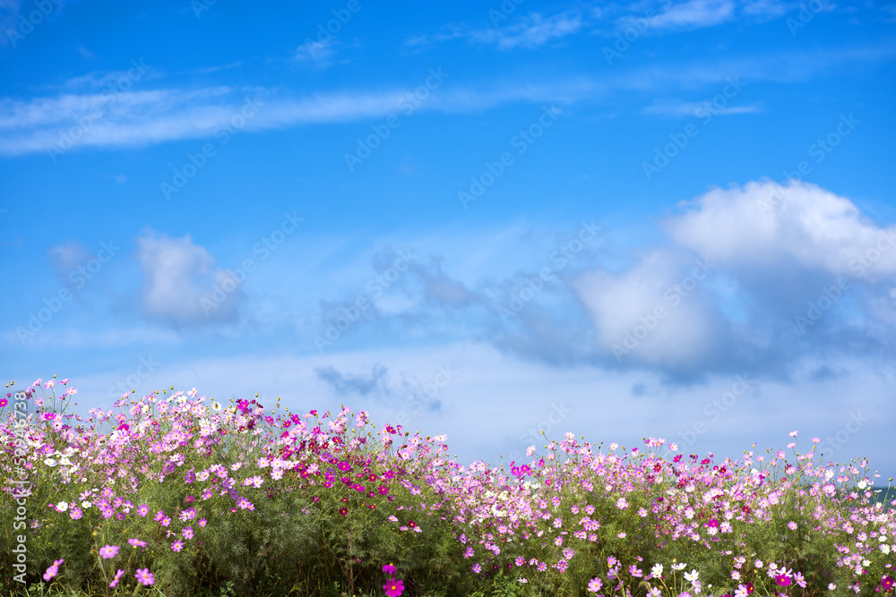 ピンクのコスモスの花畑と青空