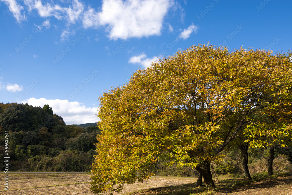 里山の栗の木の紅葉