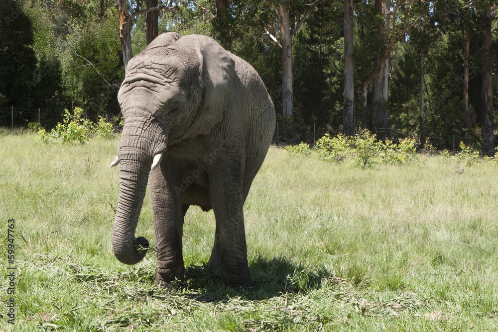Young African elephant, Kynsna South Africa