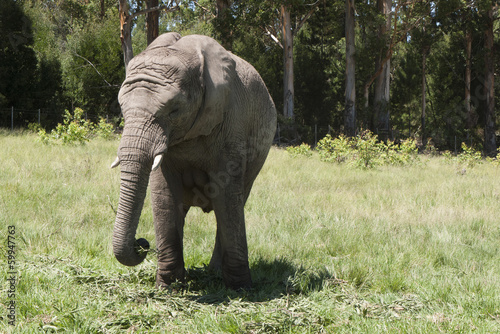 Young African elephant, Kynsna South Africa photo