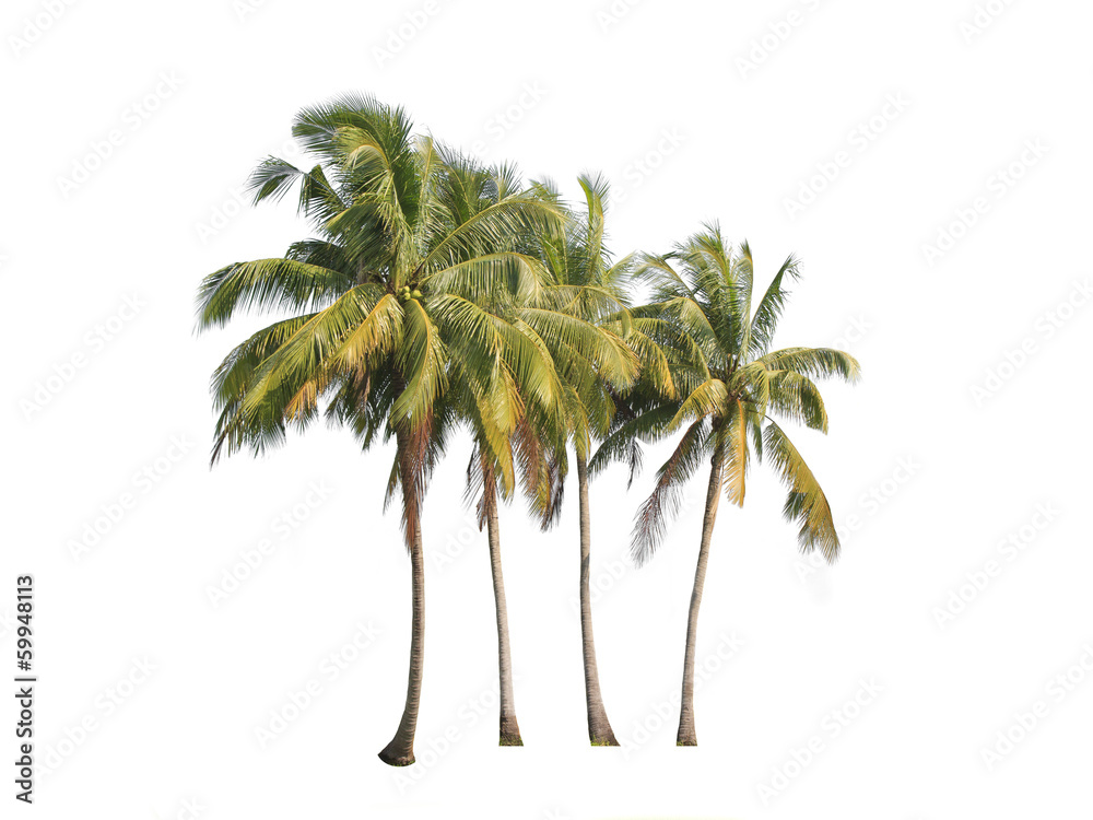Fototapeta premium Four coconut palm trees isolated on white background