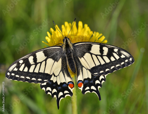 Swallowtail (Papilio machaon) photo