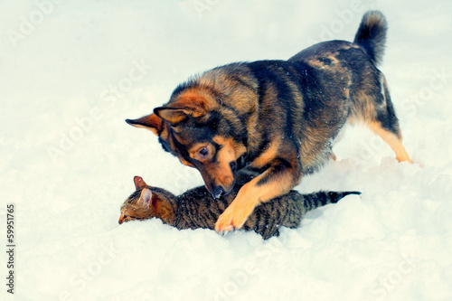 Foto Dog playing with litten in snow in winter
