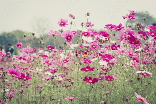Cosmos flower in field © artpritsadee