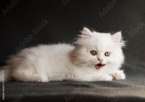 Kitten licking mouth