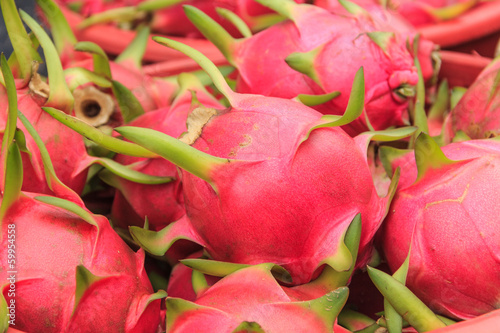 Photography Dragon Fruit