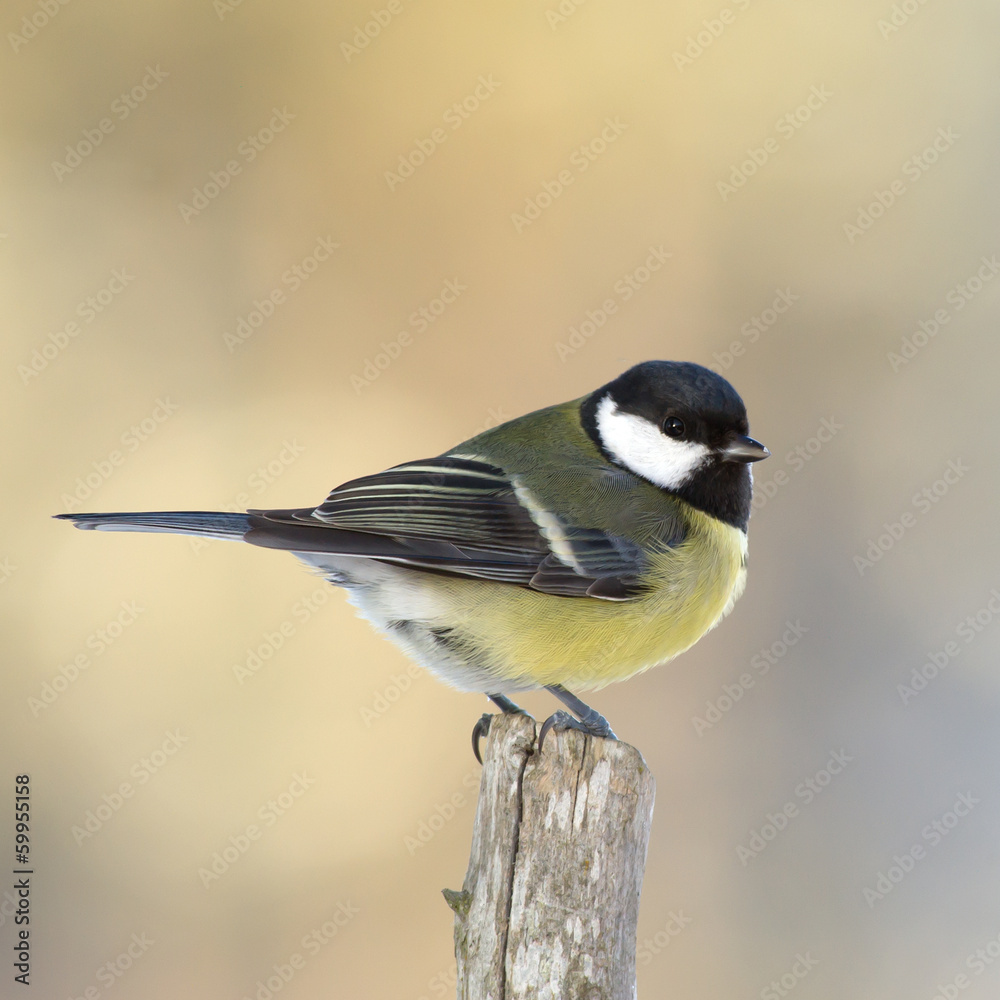Fototapeta premium Tit on top