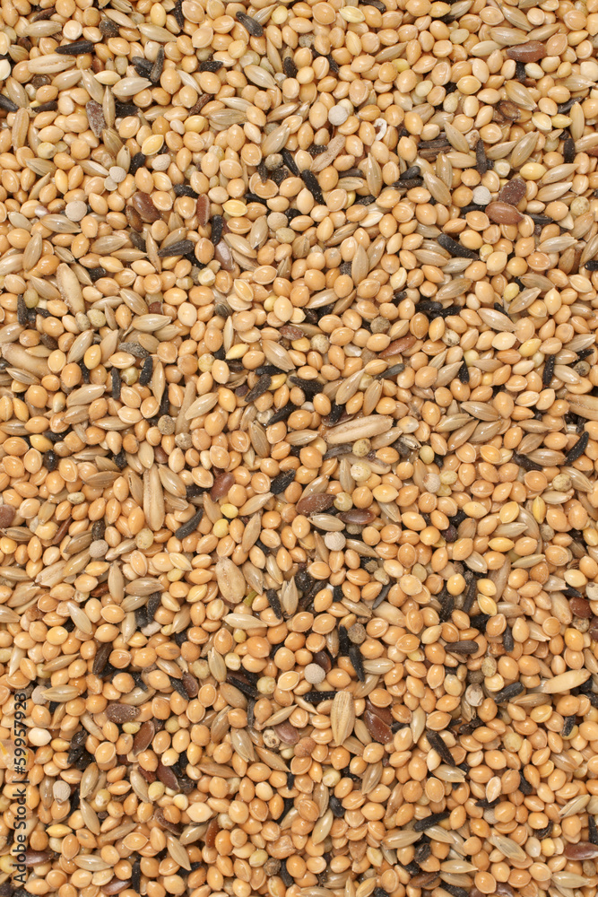 Bird seed a mix of millet and other seeds Bird seed a mix of millet and other seeds