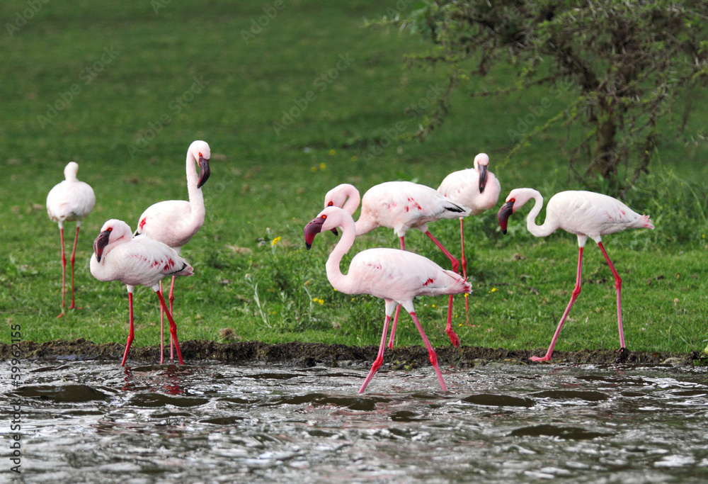 Flamingos Flamingos