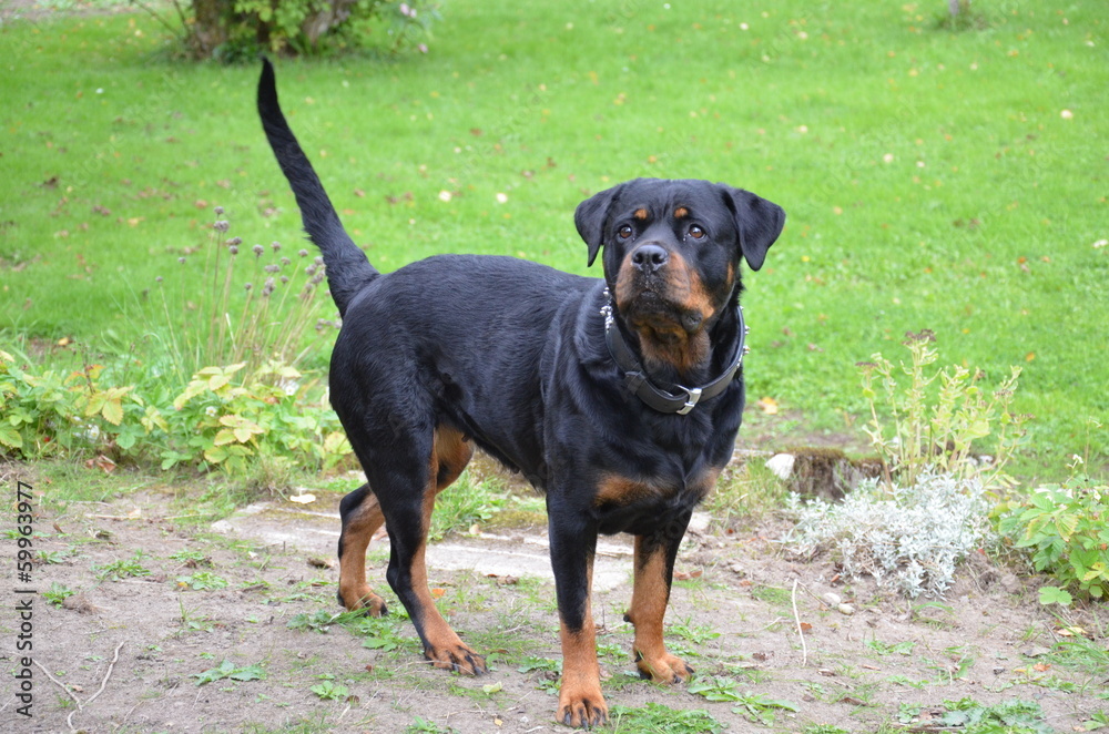 Rottweiler Rottweiler