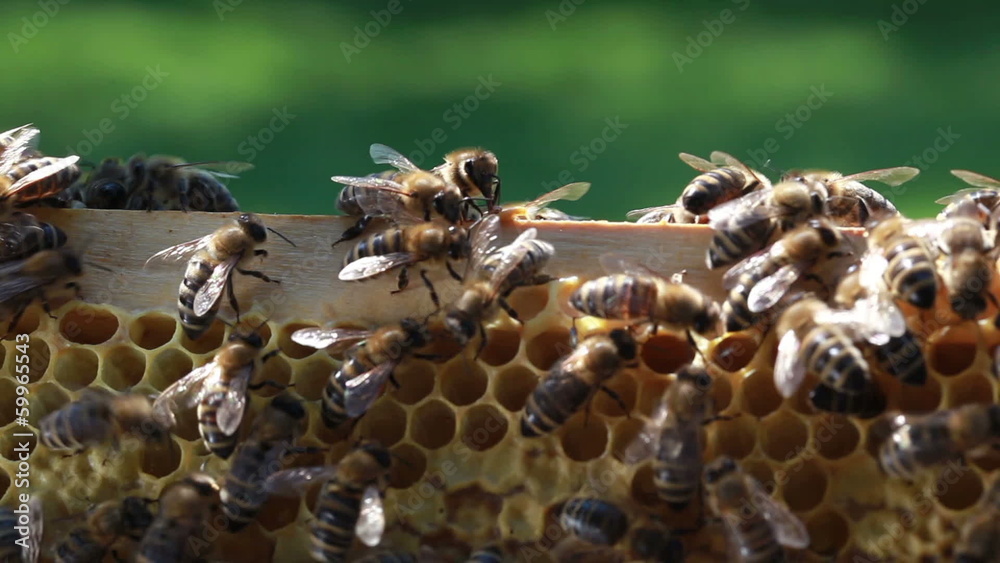 Bees swarming on a honeycomb