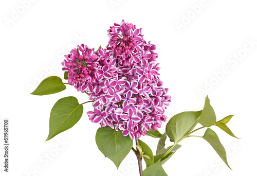 Spray of purple and white lilac flowers isolated against white