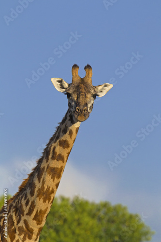 Masai giraffe © Ana Gram