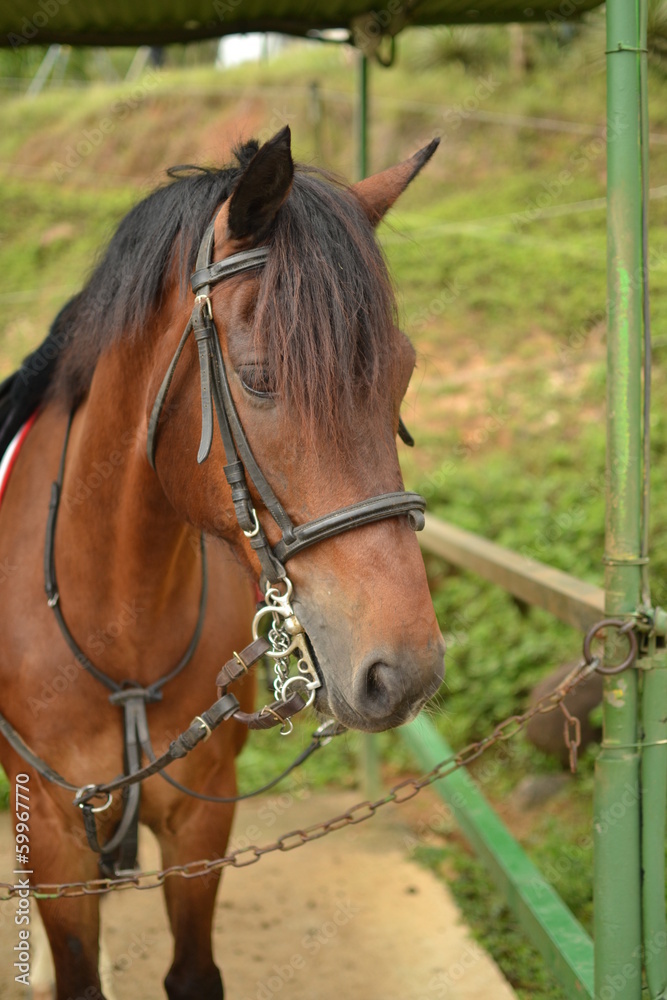 Obraz premium Portrait de cheval