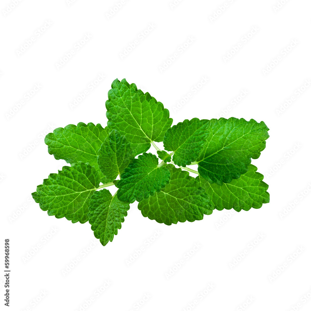 Mint leaf isolated on white Mint leaf isolated on white