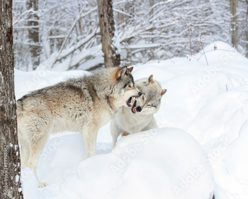 combat de loups gris
