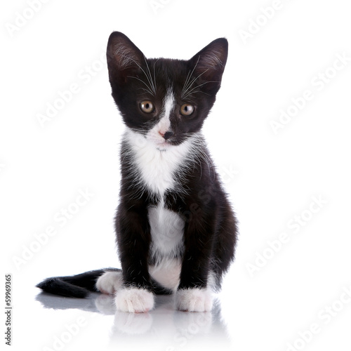 Black and white small kitten sits