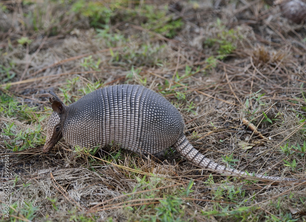 Armadillo Armadillo