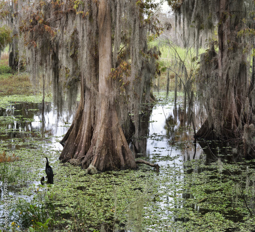Fototapeta Naklejka Na Ścianę i Meble -  Florida Wetlands