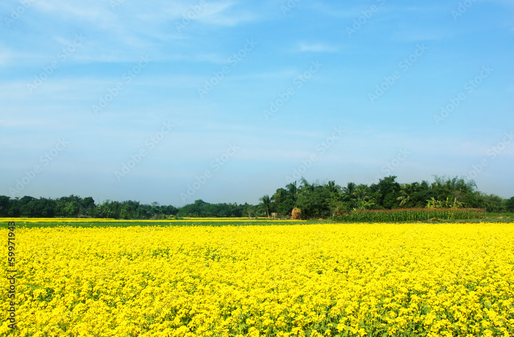 Rural musterd field in Bangladesh Rural musterd field in Bangladesh