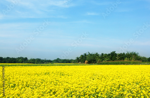 Rural musterd field  in Bangladesh