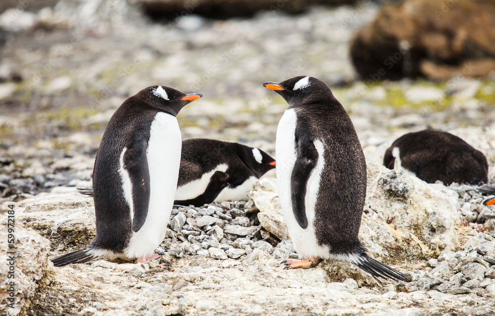 Obraz premium gentoo penguin