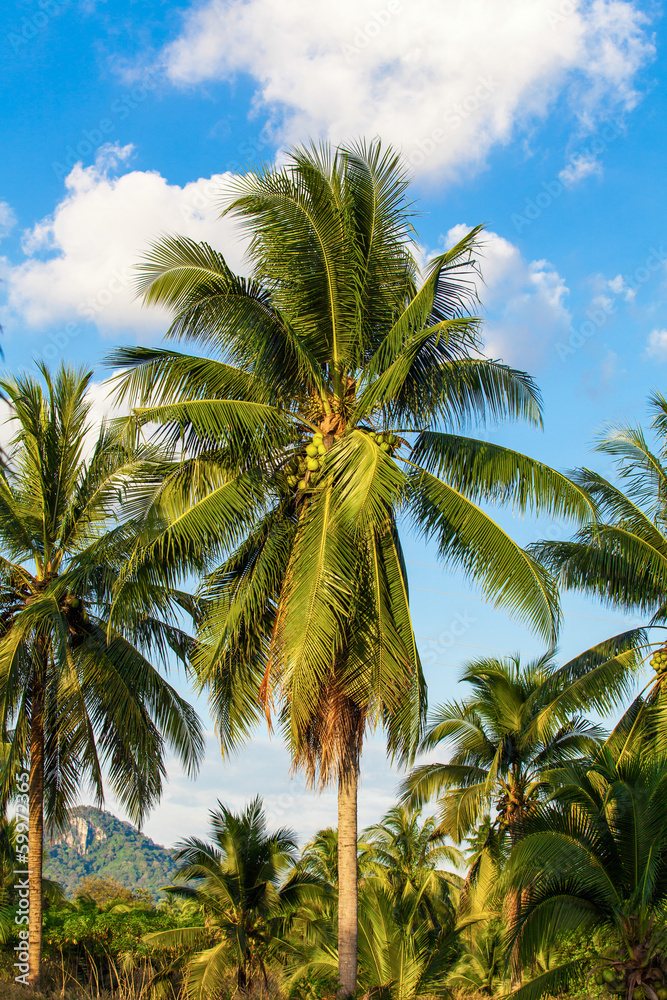 Coconut tree. Coconut Fruit on palm tree