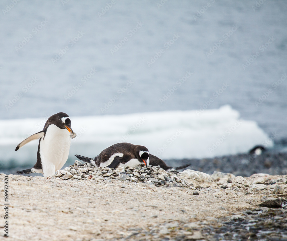 Fototapeta premium gentoo penguin