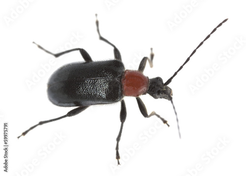 Photos Red collared longhorn beetle, Dinoptera collaris