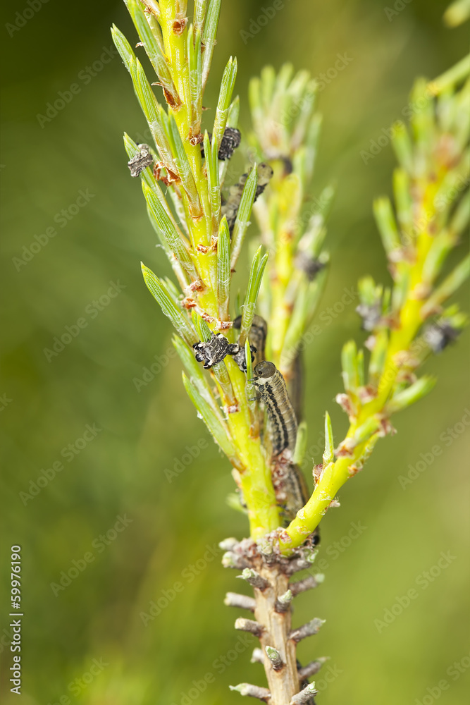 Neodiprion sertifer, european pine sawfly larva on pine Neodiprion sertifer, european pine sawfly larva on pine