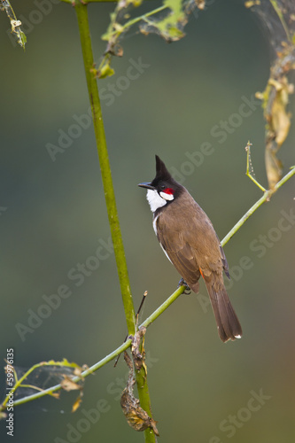 Red-whiskered bulbul bird in Nepal