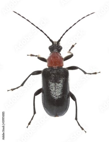 Red collared longhorn beetle, Dinoptera collaris photo